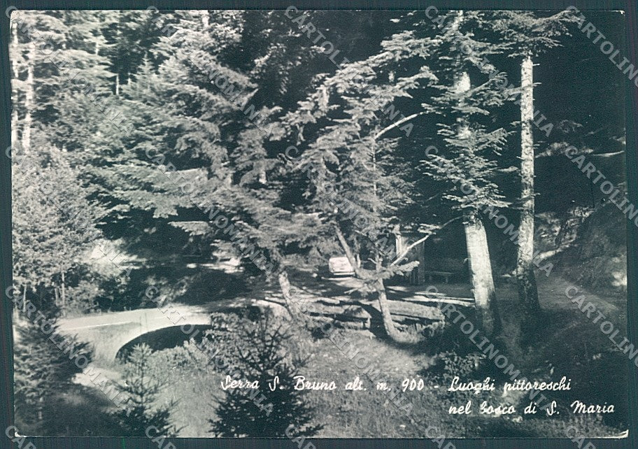 Vibo Valentia Serra San Bruno Bosco Foto FG cartolina JK3048 – fronte