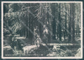 Vibo Valentia Serra San Bruno Bosco Foto FG cartolina JK3049 – fronte