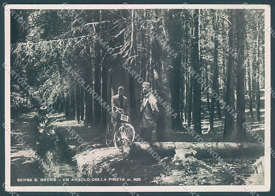 Vibo Valentia Serra San Bruno Bosco Foto FG cartolina JK3049 – fronte