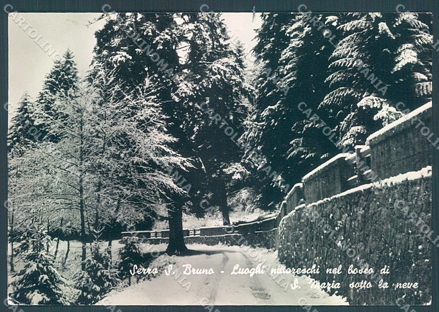 Vibo Valentia Serra San Bruno Bosco Neve Foto FG cartolina JK3052 – fronte