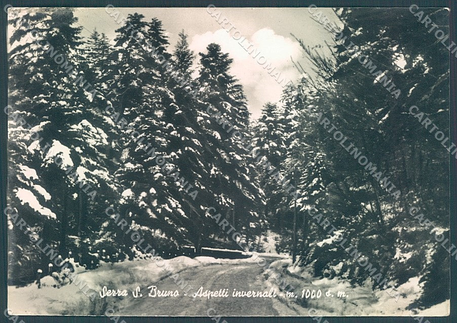 Vibo Valentia Serra San Bruno Bosco Neve Foto FG cartolina JK3053 – fronte
