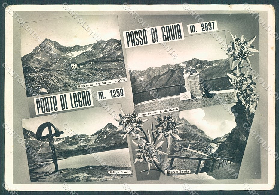 Brescia Ponte di Legno Edelweiss Passo Gavia STRAPPINO Foto FG cartolina JK3298 – fronte
