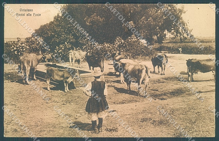 Oristano Città Bovini alla Fonte cartolina JK4474 – fronte