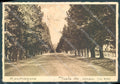 Caserta Mondragone Viale dei Cipressi FG cartolina JK5792 – fronte