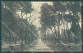 Lucca Viareggio Pineta cartolina JK6530 – fronte