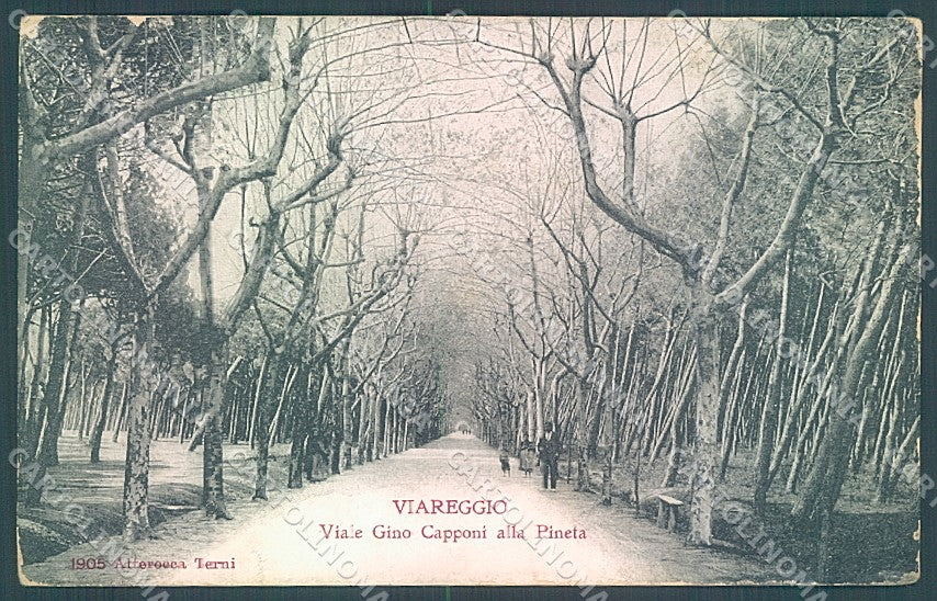 Lucca Viareggio Pineta Alterocca 1905 cartolina JK7076 – fronte