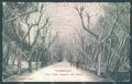 Lucca Viareggio Pineta Alterocca 1905 cartolina JK7076 – fronte