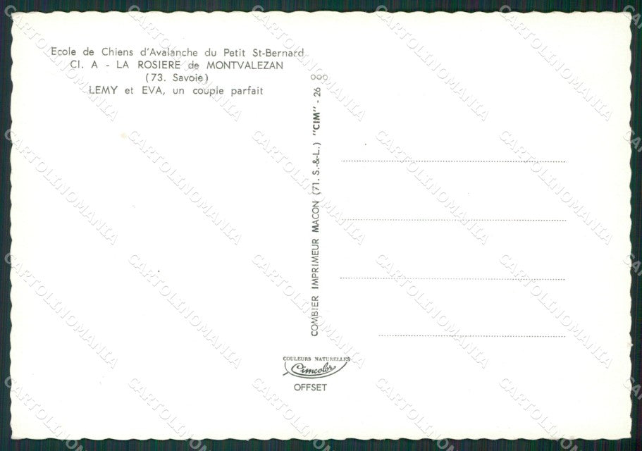 Aosta Piccolo San Bernardo Cani Foto FG cartolina KB1486 – retro
