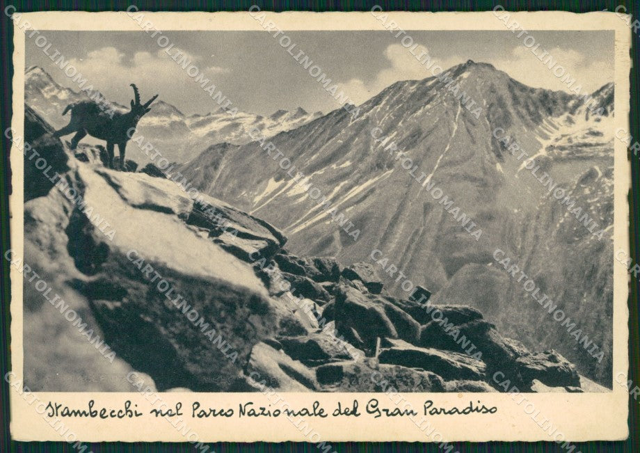 Aosta Parco Nazionale Gran Paradiso Stambecchi FG cartolina KB1488 – fronte