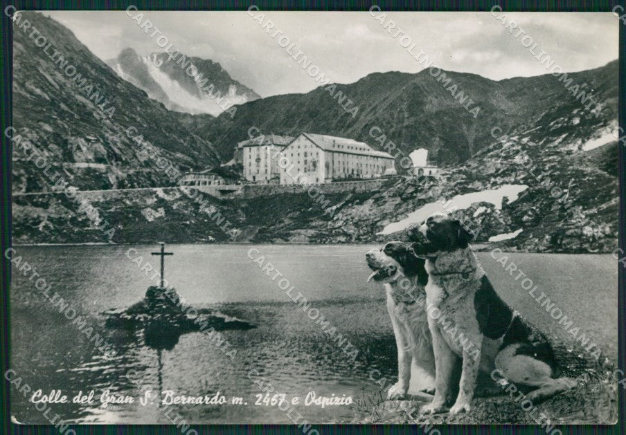 Aosta Gran San Bernardo Lago Ospizio Cani PIEGA Foto FG cartolina KB1500 – fronte