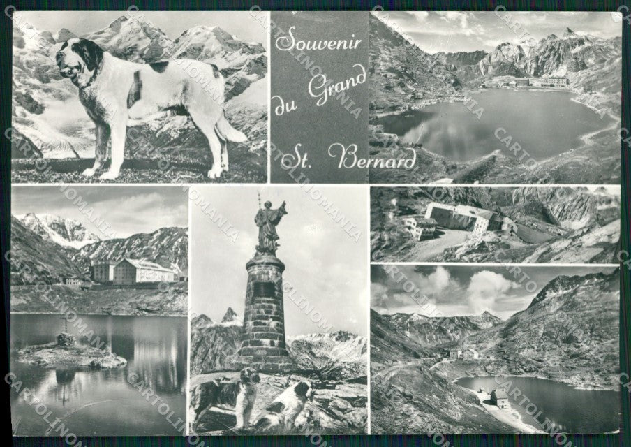 Aosta Gran San Bernardo Cane Foto FG cartolina KB1503 – fronte