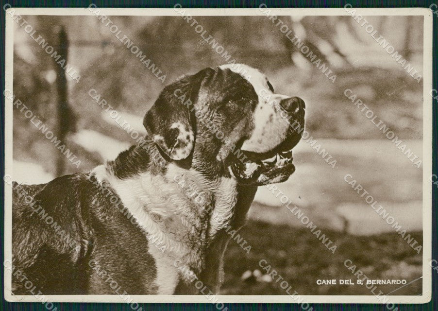 Aosta Gran San Bernardo Cane PIEGHE Foto FG cartolina KB1514 – fronte