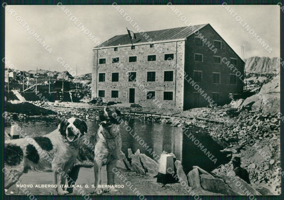 Aosta Gran San Bernardo Cani Foto FG cartolina KB1544 – fronte
