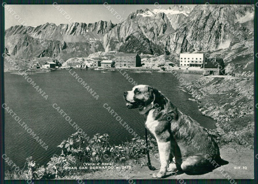 Aosta Gran San Bernardo Cane Foto FG cartolina KB1590 – fronte
