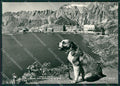 Aosta Gran San Bernardo Cane Foto FG cartolina KB1590 – fronte