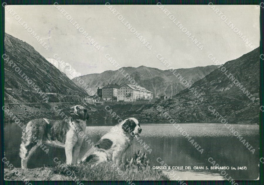 Aosta Colle Gran San Bernardo Cane Foto FG cartolina KB1598 – fronte