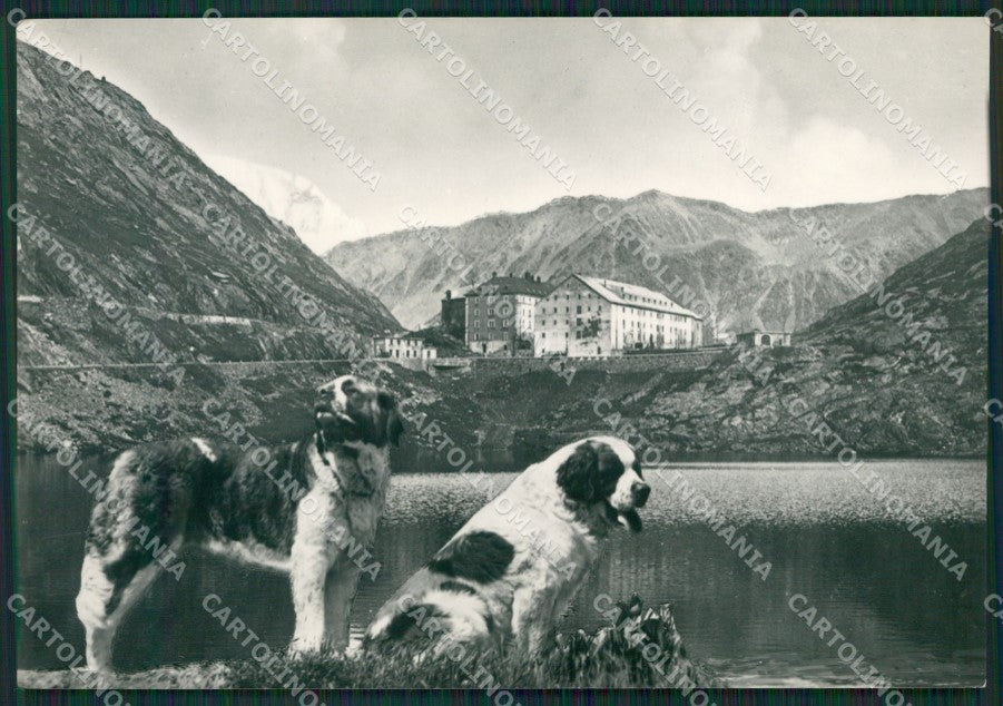 Aosta Colle Gran San Bernardo Cani PIEGHINA Foto FG cartolina KB1638 – fronte
