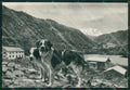 Aosta Colle del Gran San Bernardo Cane PIEGA Foto FG cartolina KB1654 – fronte