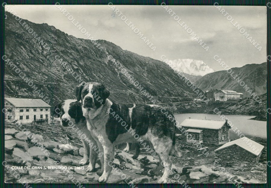Aosta Colle del Gran San Bernardo Cane PIEGA Foto FG cartolina KB1654 – fronte
