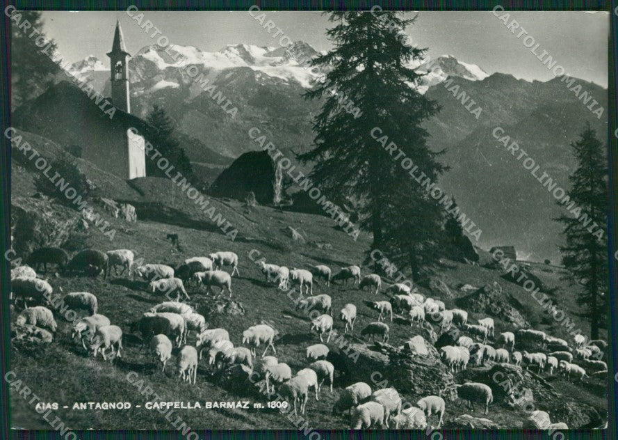 Aosta Ayas Antagnod Pecore Foto FG cartolina KB1693 – fronte