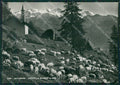 Aosta Ayas Antagnod Pecore Foto FG cartolina KB1693 – fronte