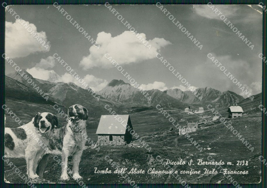 Aosta Piccolo San Bernardo Confine Cane PIEGHINE Foto FG cartolina KB1766 – fronte