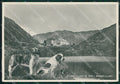 Aosta Colle del Gran San Bernardo Ospizio Cane ABRASA Foto FG cartolina KB1824 – fronte