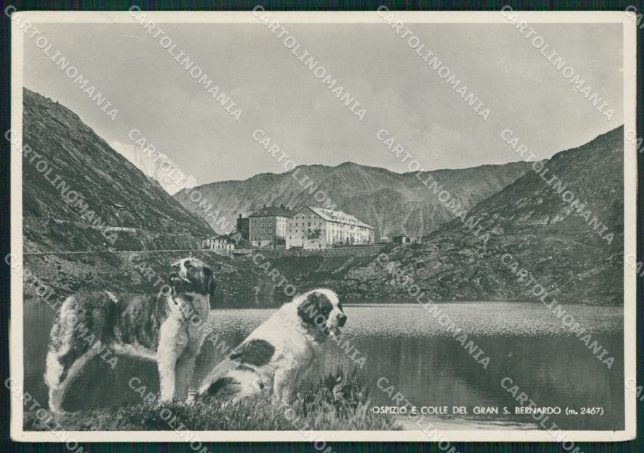 Aosta Colle del Gran San Bernardo Ospizio Cane ABRASA Foto FG cartolina KB1824 – fronte