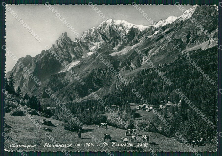 Aosta Courmayeur Planpincieux Monte Bianco Pascolo Foto FG cartolina KB1831 – fronte