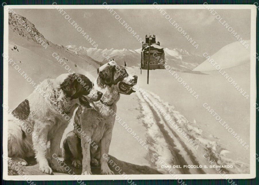 Aosta Piccolo San Bernardo Cane Nevicata Foto FG cartolina KB1886 – fronte