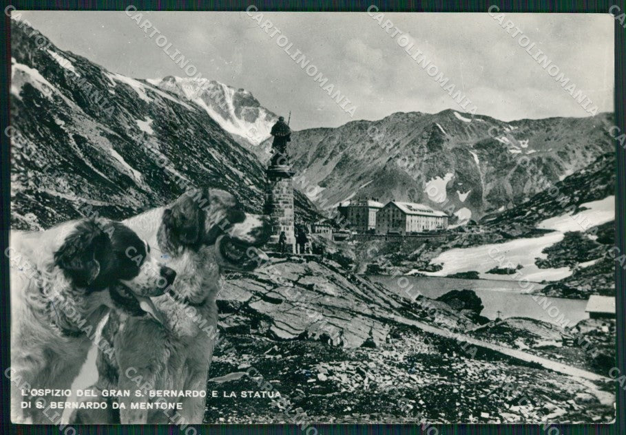 Aosta Gran San Bernardo Ospizio Cane Foto FG cartolina KB1891 – fronte