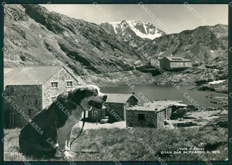 Aosta Gran San Bernardo Cane PIEGHINA Foto FG cartolina KB1918 – fronte