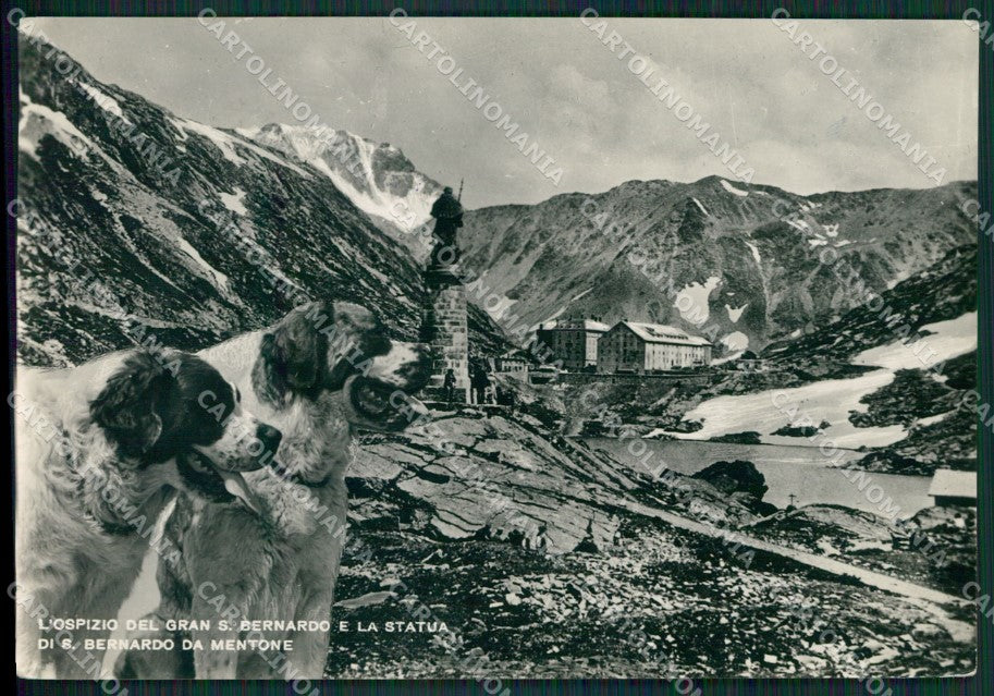 Aosta Gran San Bernardo ospizio Cane PIEGHINA Foto FG cartolina KB1934 – fronte