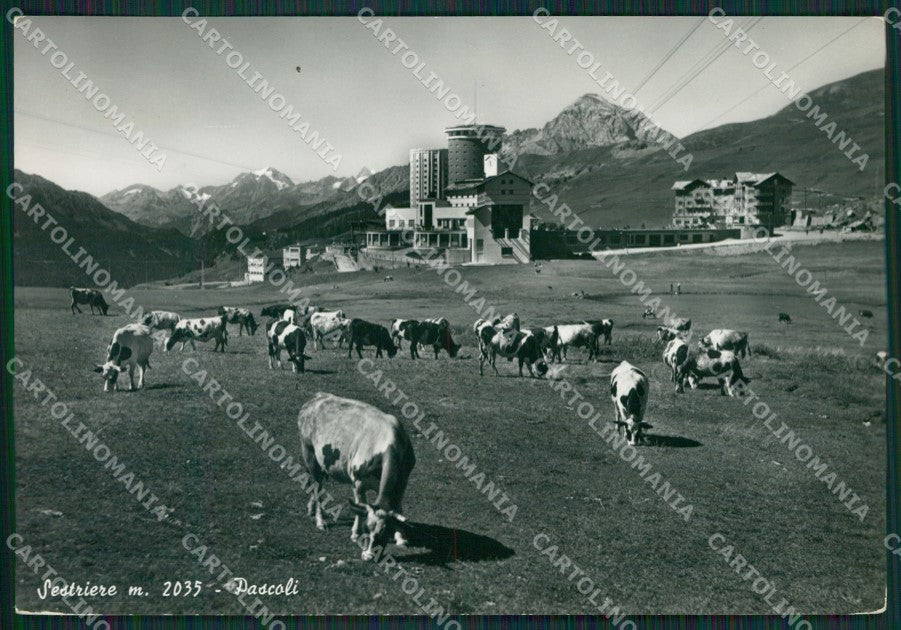 Torino Sestriere Pascolo Foto FG cartolina KB2164 – fronte