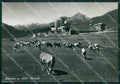 Torino Sestriere Pascolo Foto FG cartolina KB2164 – fronte