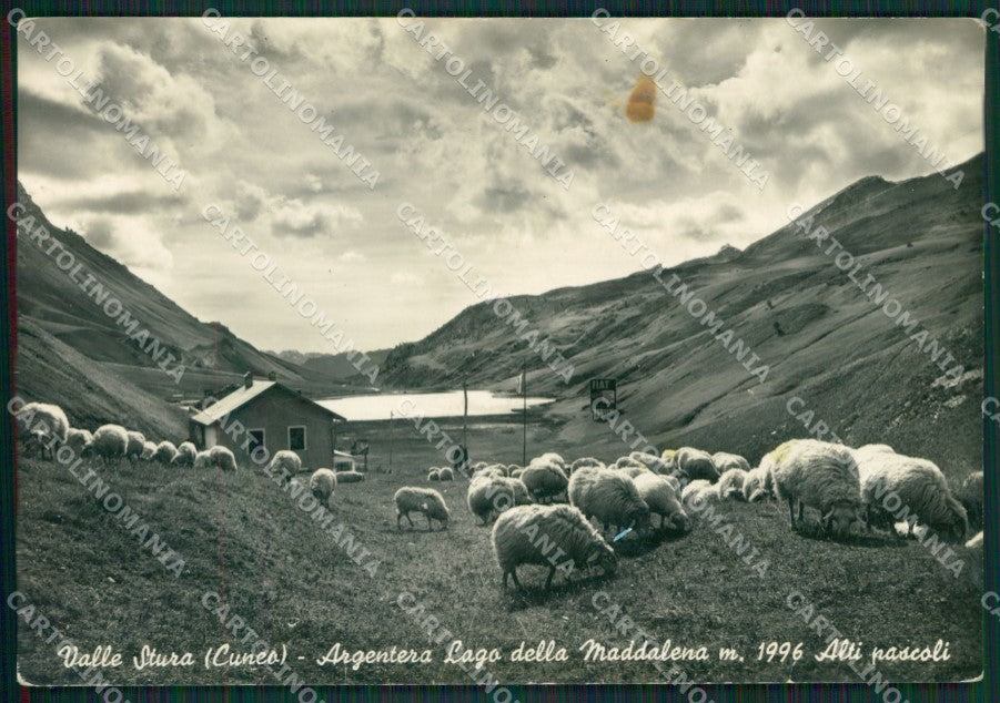 Cuneo Argentera Lago Maddalena Pecore PUNTINI PIEGHE Foto FG cartolina KB2512 – fronte