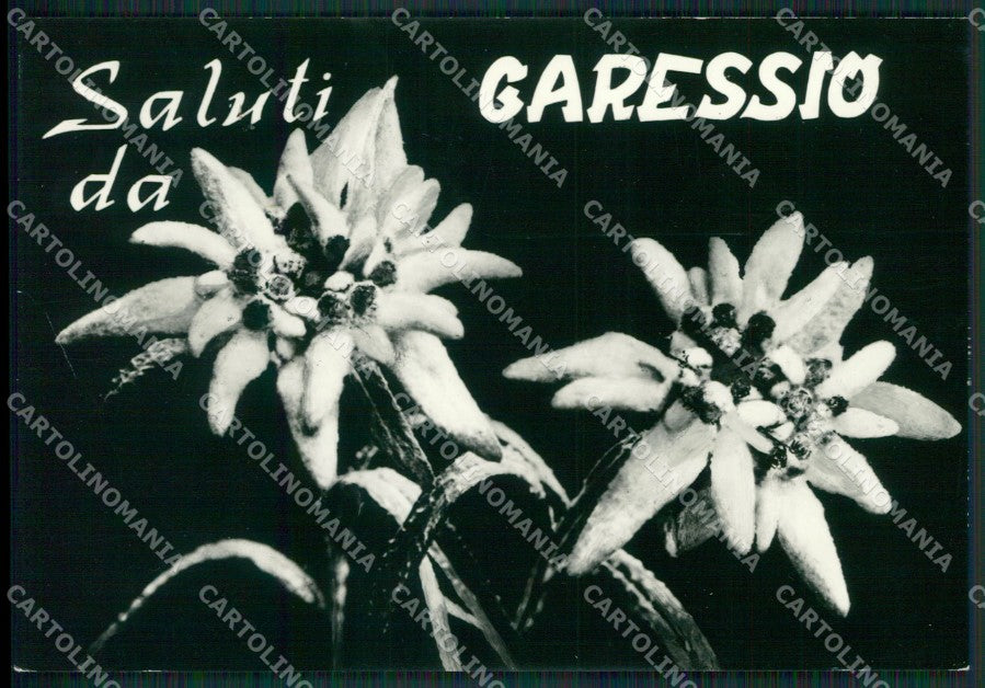 Cuneo Garessio Stelle Alpine PIEGHINA Foto FG cartolina KB2514 – fronte