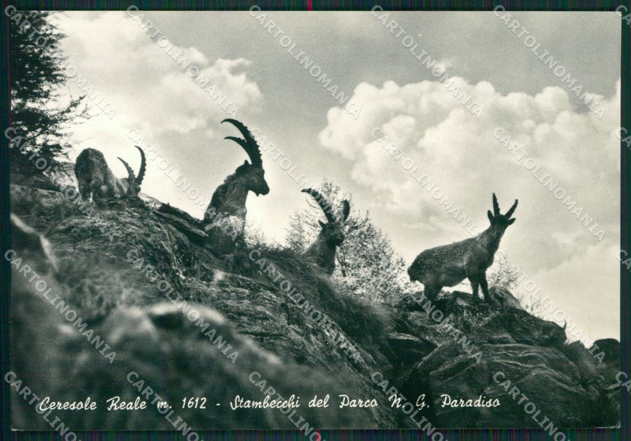 Torino Ceresole Reale Parco Gran Paradiso Stambecchi Foto FG cartolina KB2662 – fronte