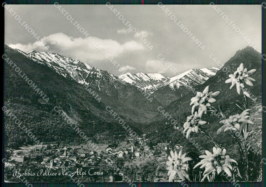 Torino Bobbio Pellice Stelle Alpine Alpi Cozie Foto FG cartolina KB2663 – fronte