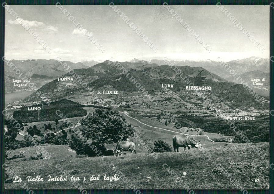 Como Valle d'Intelvi Mucche Foto FG cartolina KB3080 – fronte