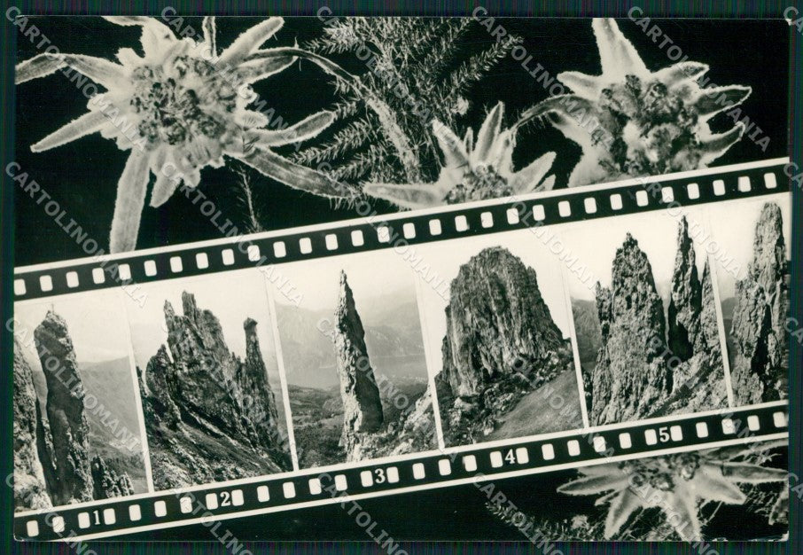 Lecco Grigna Meridionale Stelle Alpine Foto FG cartolina KB3345 – fronte
