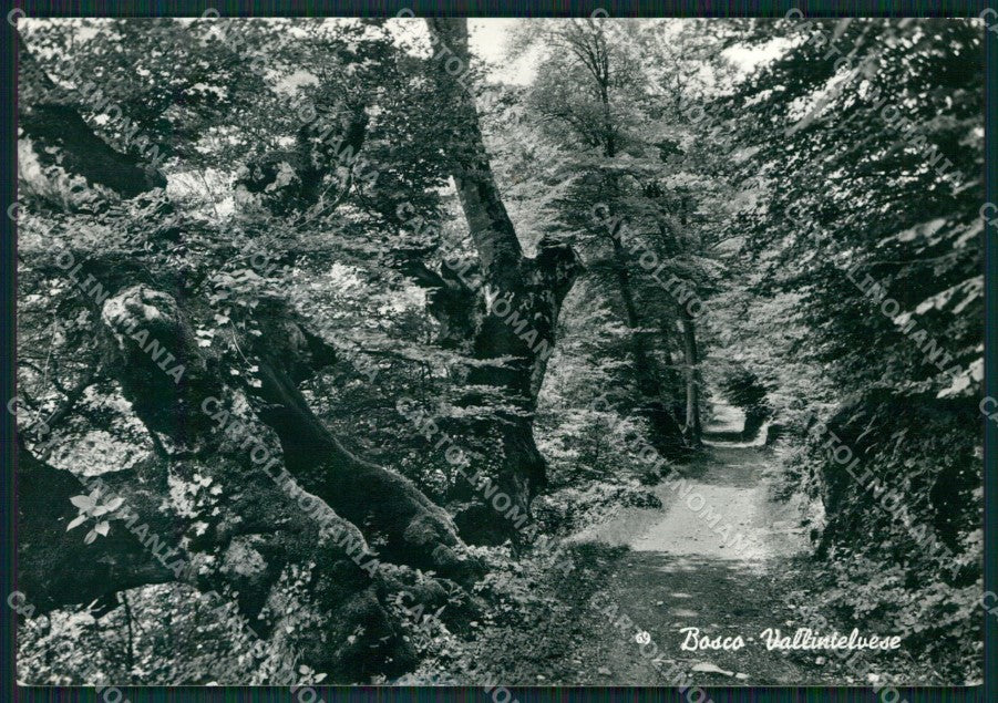 Como San Fedele d'Intelvi Bosco Foto FG cartolina KB3429 – fronte