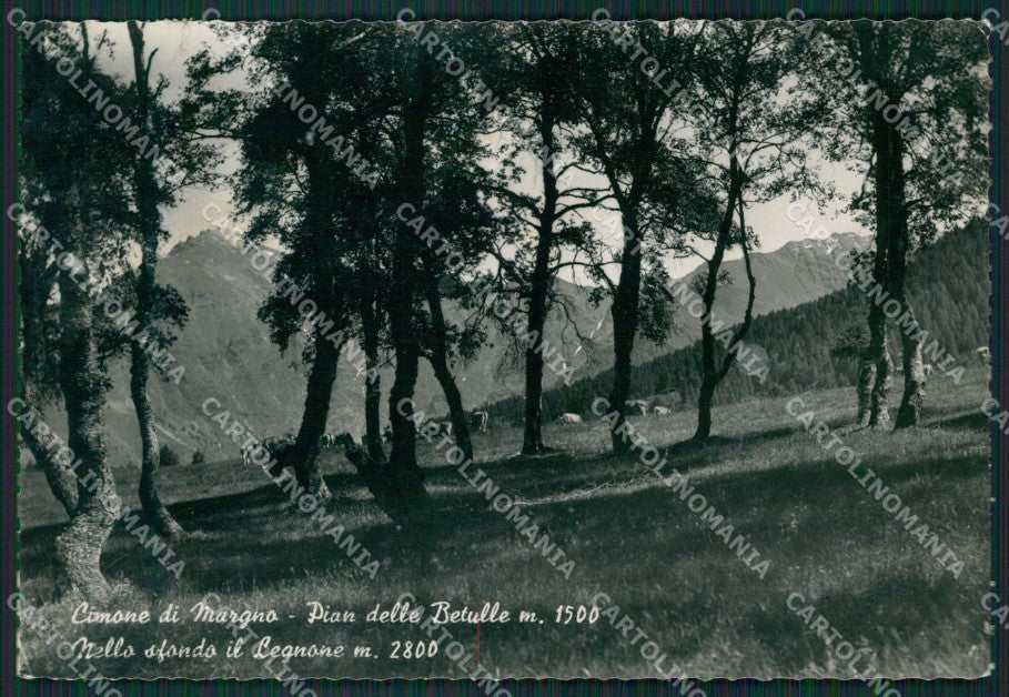 Lecco Cimone di Margno Pian delle Betulle ABRASA Foto FG cartolina KB3464 – fronte