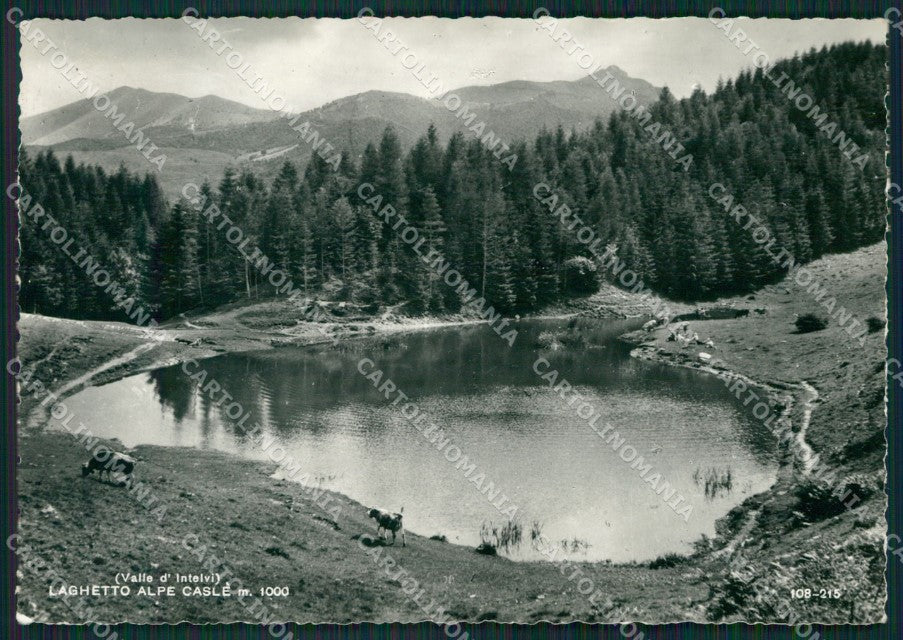 Como Valle Intelvi Laghetto Alpe Caslè Mucche Foto FG cartolina KB3466 – fronte