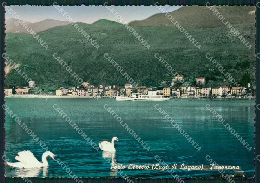 Varese Porto Ceresio Lago di Lugano Cigni Foto FG cartolina KB4371 – fronte