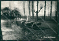 Perugia Campello Fonti del Clitunno Pecore Carducci FG Foto cartolina KB4982 – fronte