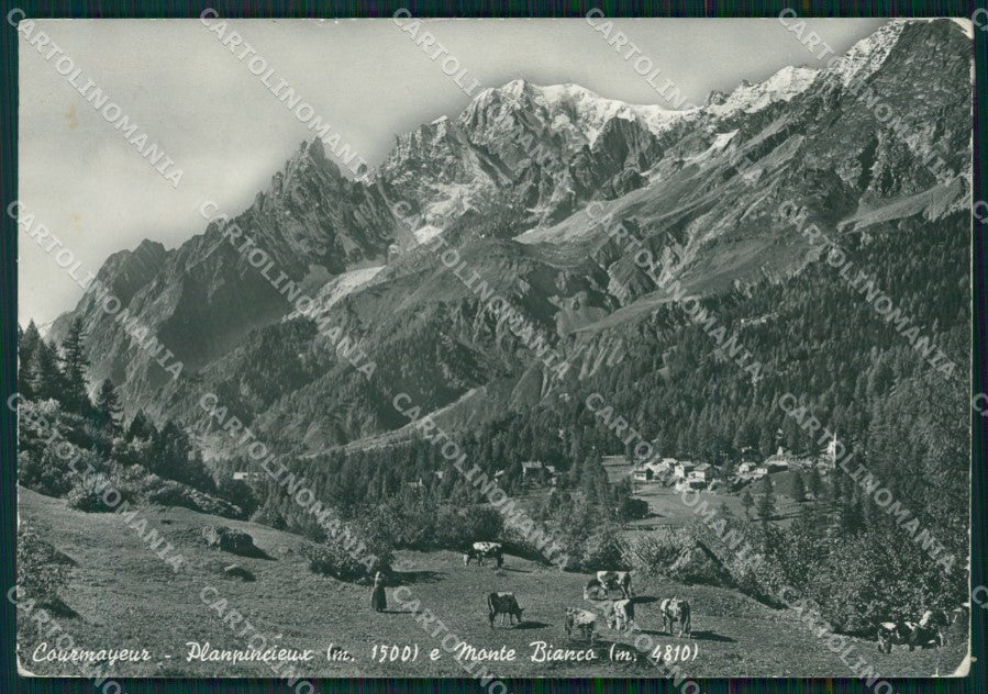 Aosta Courmayeur Planpincieux Monte Bianco Mucche PIEGHINE Foto cartolina KB5168 – fronte