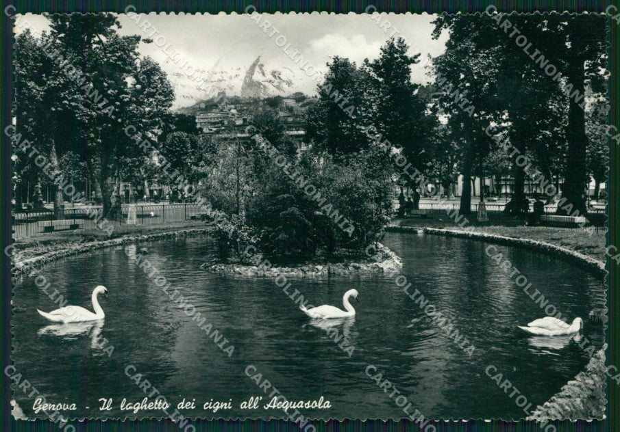 Genova Città Acquasola Cigni FG Foto cartolina KB5263 – fronte