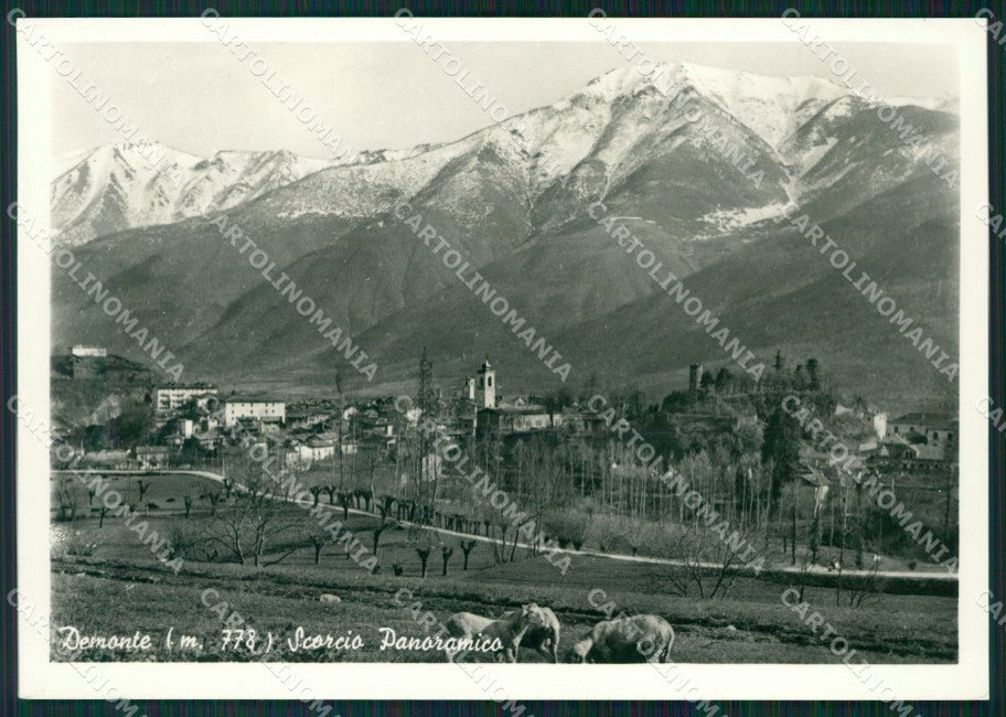 Cuneo Demonte Mucche FG Foto cartolina KB5517 – fronte