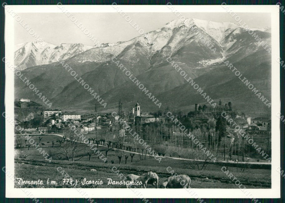 Cuneo Demonte Mucche FG Foto cartolina KB5518 – fronte